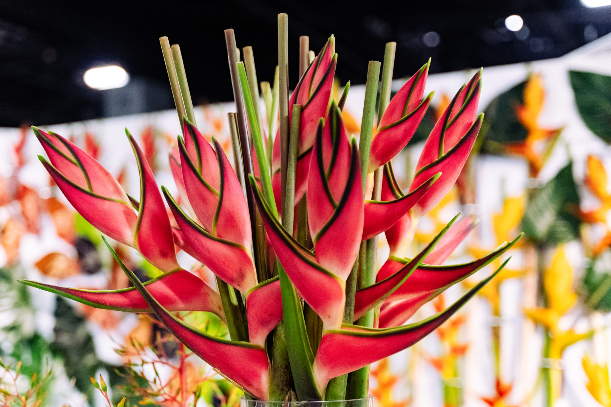 2022 Floriexpo Photo Gallery | Floriexpo